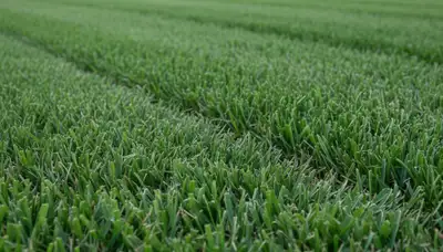 Close-up of freshly mowed green grass showing precise lawn care quality in New Orleans, LA