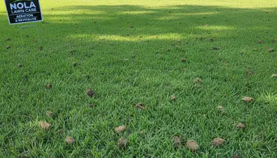 Healthy lawn recovering after aeration by Chop Chop Landscaping in New Orleans, LA