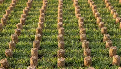 Close-up of soil core plugs after professional lawn aeration by Chop Chop Landscaping in New Orleans, LA
